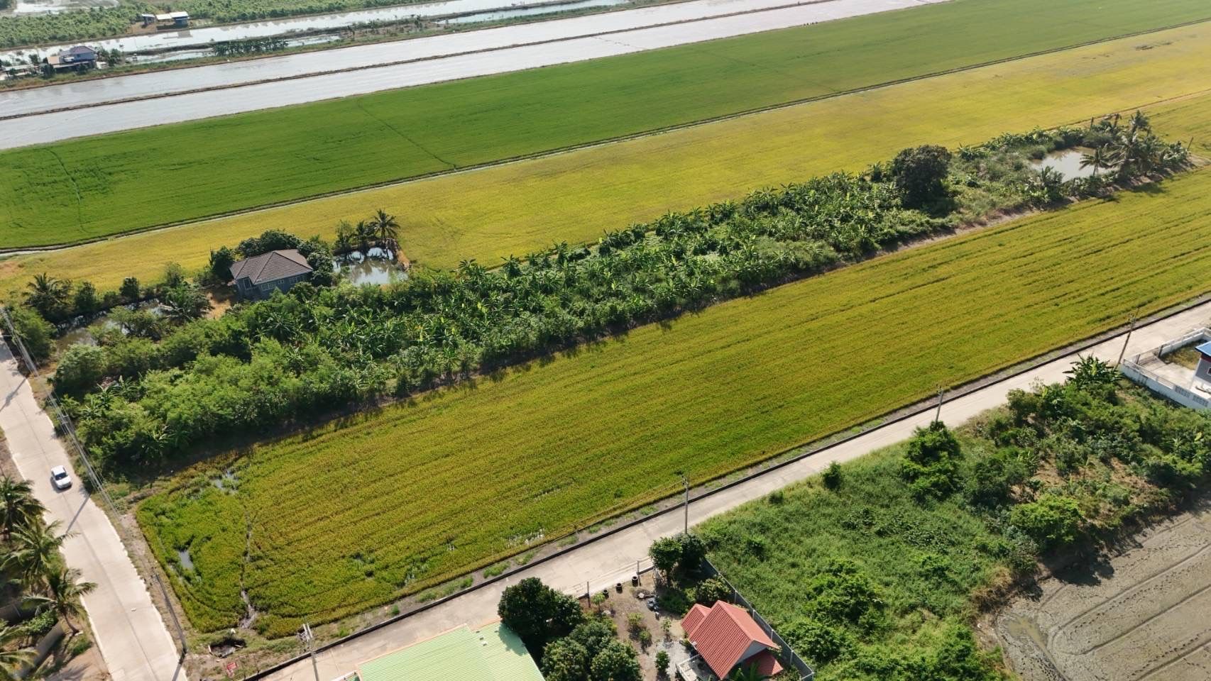 ขายที่ดินปทุมธานี ลาดหลุมแก้ว ถมแล้ว 4-3-85 ไร่