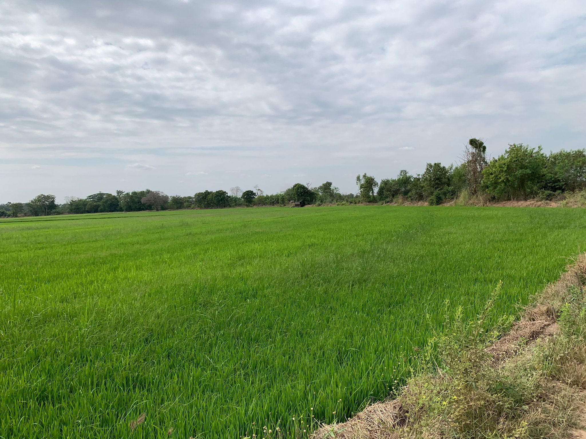 ขายที่ดินเปล่าพิจิตร จ.พิจิตร อ.ตะพานหิน 17-2-57.1 ไร่