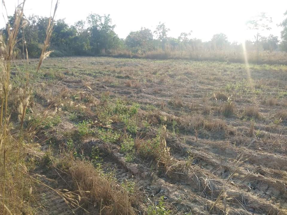 ขายที่ดิน  อ.เดชอุดม อุบลราชธานี 5-3-7