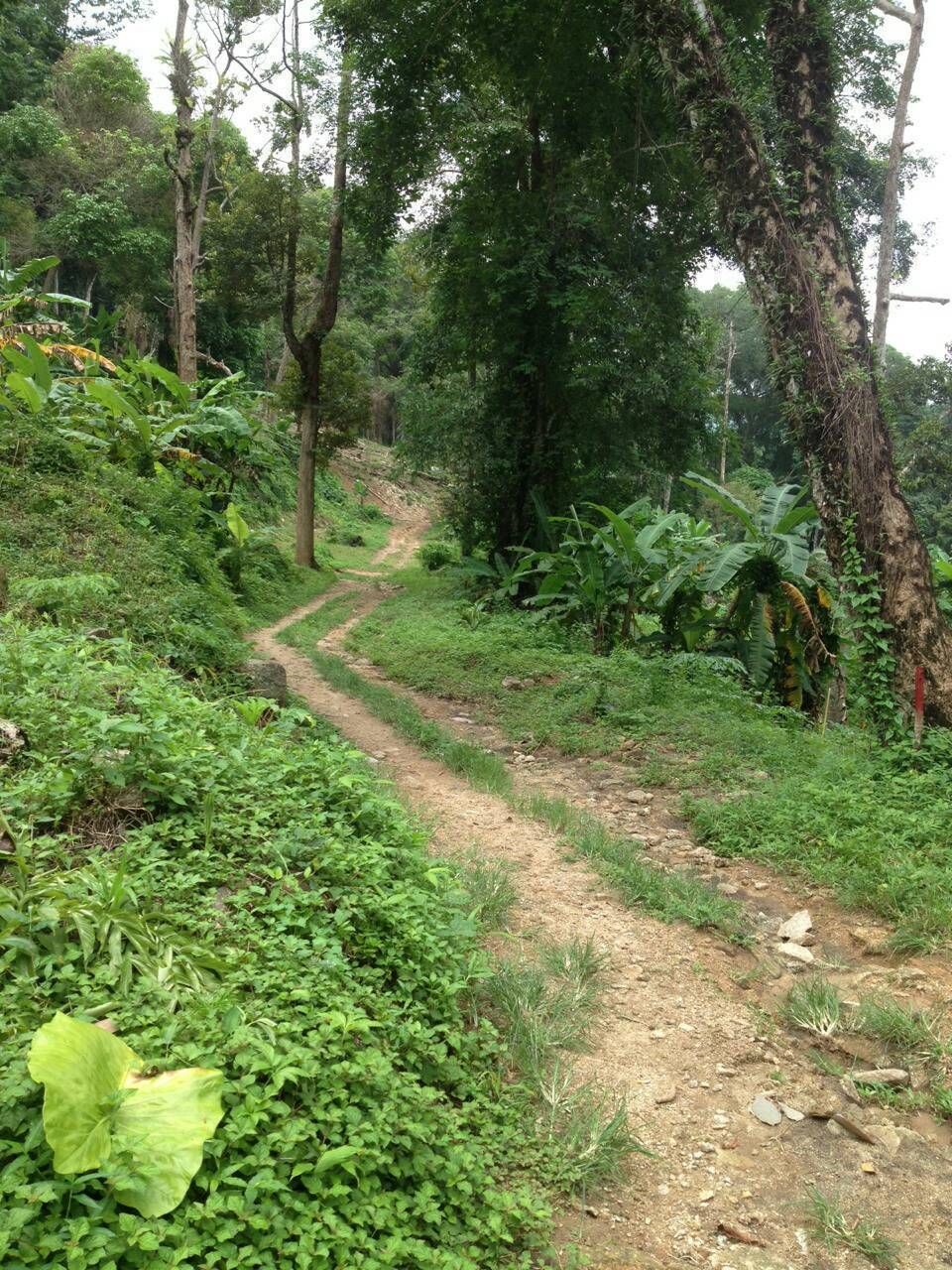 ขายที่ดินภูเก็ต อำเภอกระทู้ ที่ดิน น.ส.3