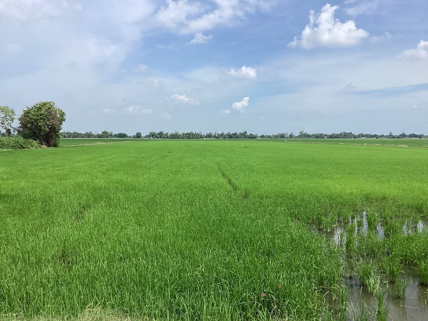 ขายที่ดินแปลงใหญ่ 302 ไร่ ลาดหลุมแก้ว ปทุมธานี 