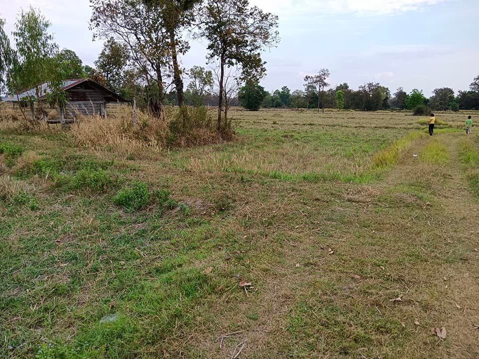 ที่นา บ้านโพธิ์ ต.โพธิ์ใหญ่ อ.วาริน อุบลราชธานี 10-3-53