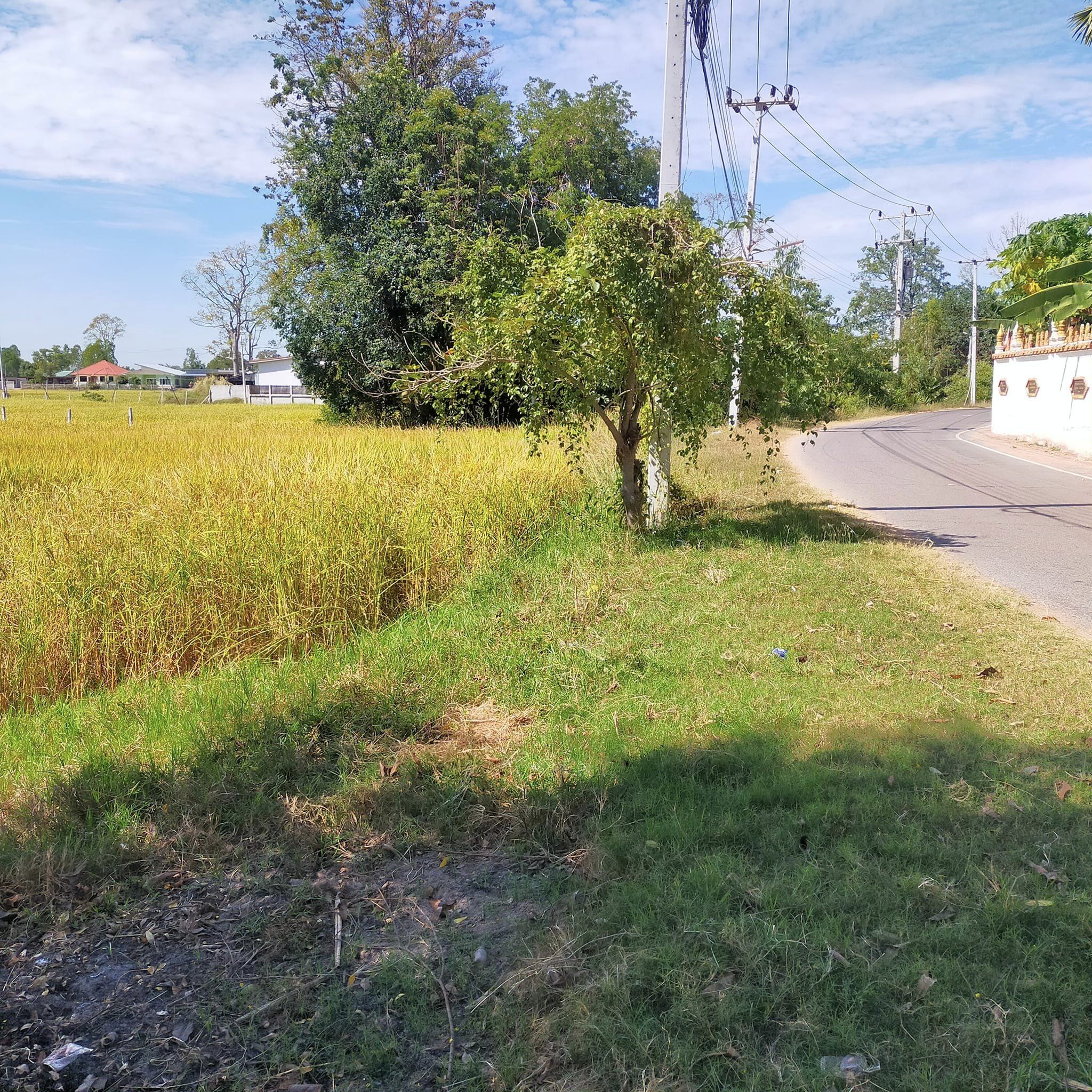 ขายที่ดินร้อยเอ็ด เมืองร้อยเอ็ด 4-3-4.3
