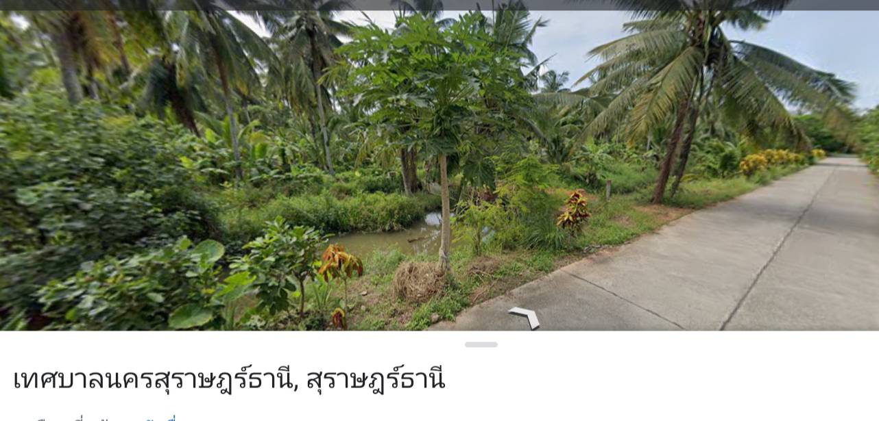ขายที่ดิน สุราษฎร์ธานี 7-3-55.8 ไร่