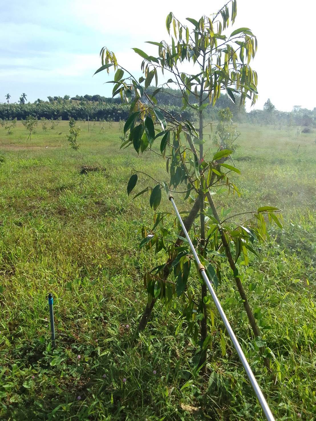 ขายที่ดินสวนทุเรีน พร้อมบ้าน ท่าใหม่ จันทบุรี