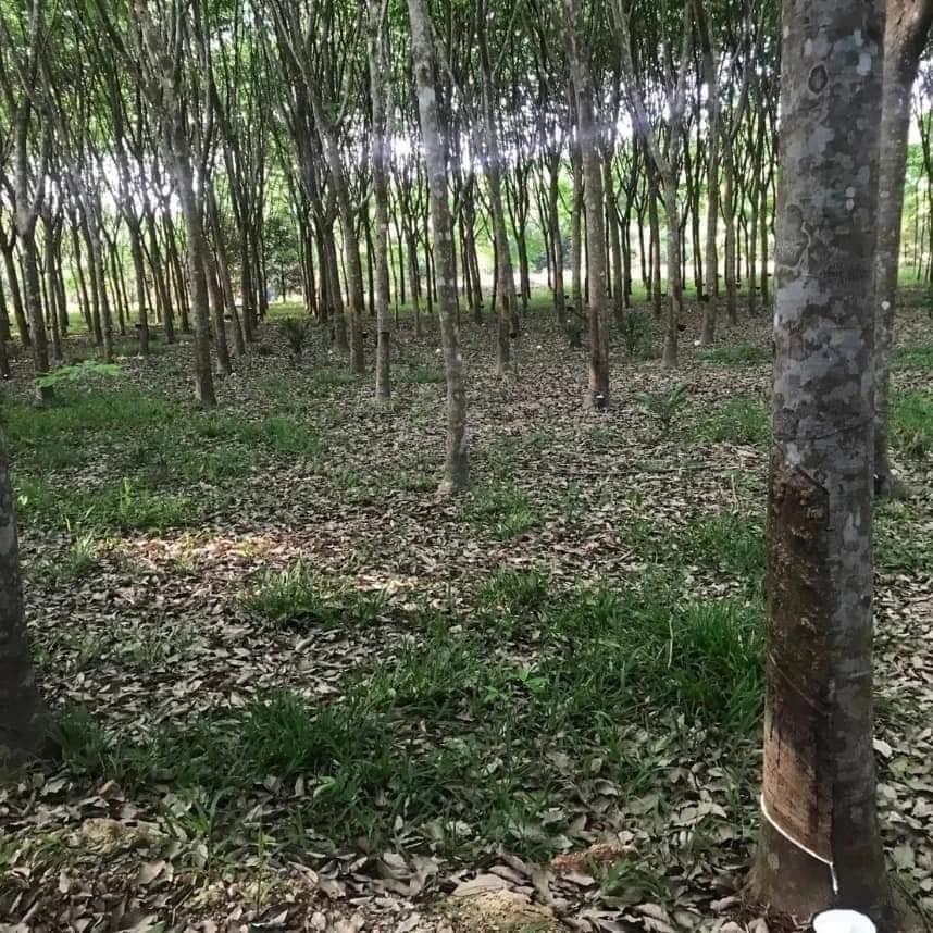 ที่ดินสวนยางพารา🌳 เป็นที่ราบ สวนอยู่ติดถนน 2 ด้าน อายุยางประมาณ 10 ปี ยางประมาณ 400 ต้น ยางตัดรอบละ 300 โล 