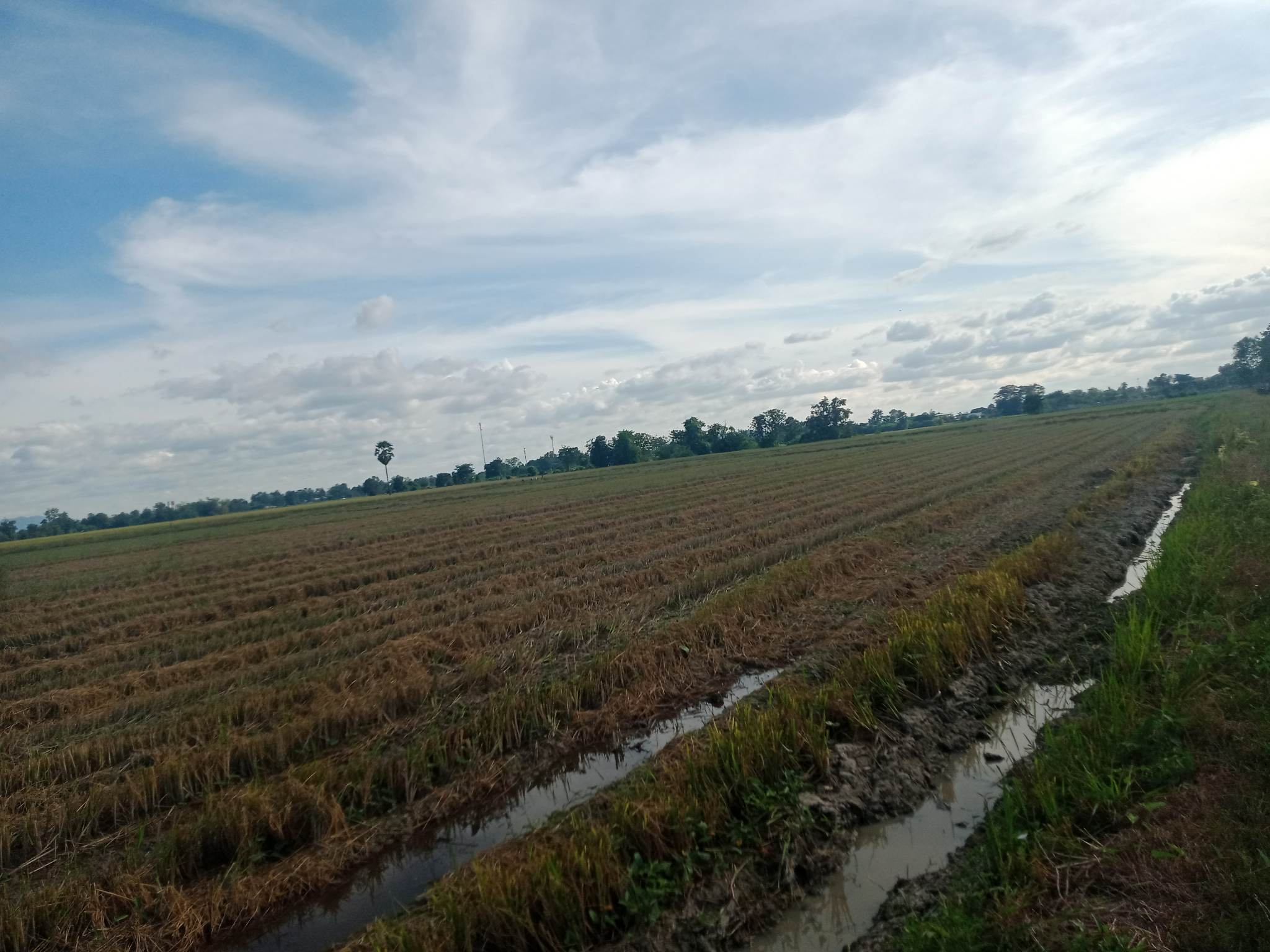 ที่ดินเปล่านครสวรรค์ จ.นครสวรรค์ อ.ลาดยาว 19-0-68 ไร่
