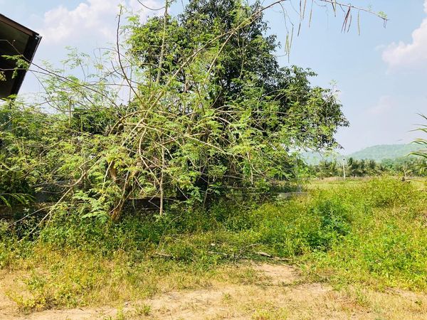 ที่ดินในชุมชนบ้านป่าจี้ ลี้ ลำพูน 143 ตรว.