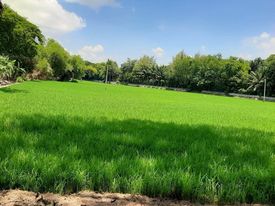ที่ดินสวยริมแม่น้ำ จ.สุพรรณบุรี 9-3-78
