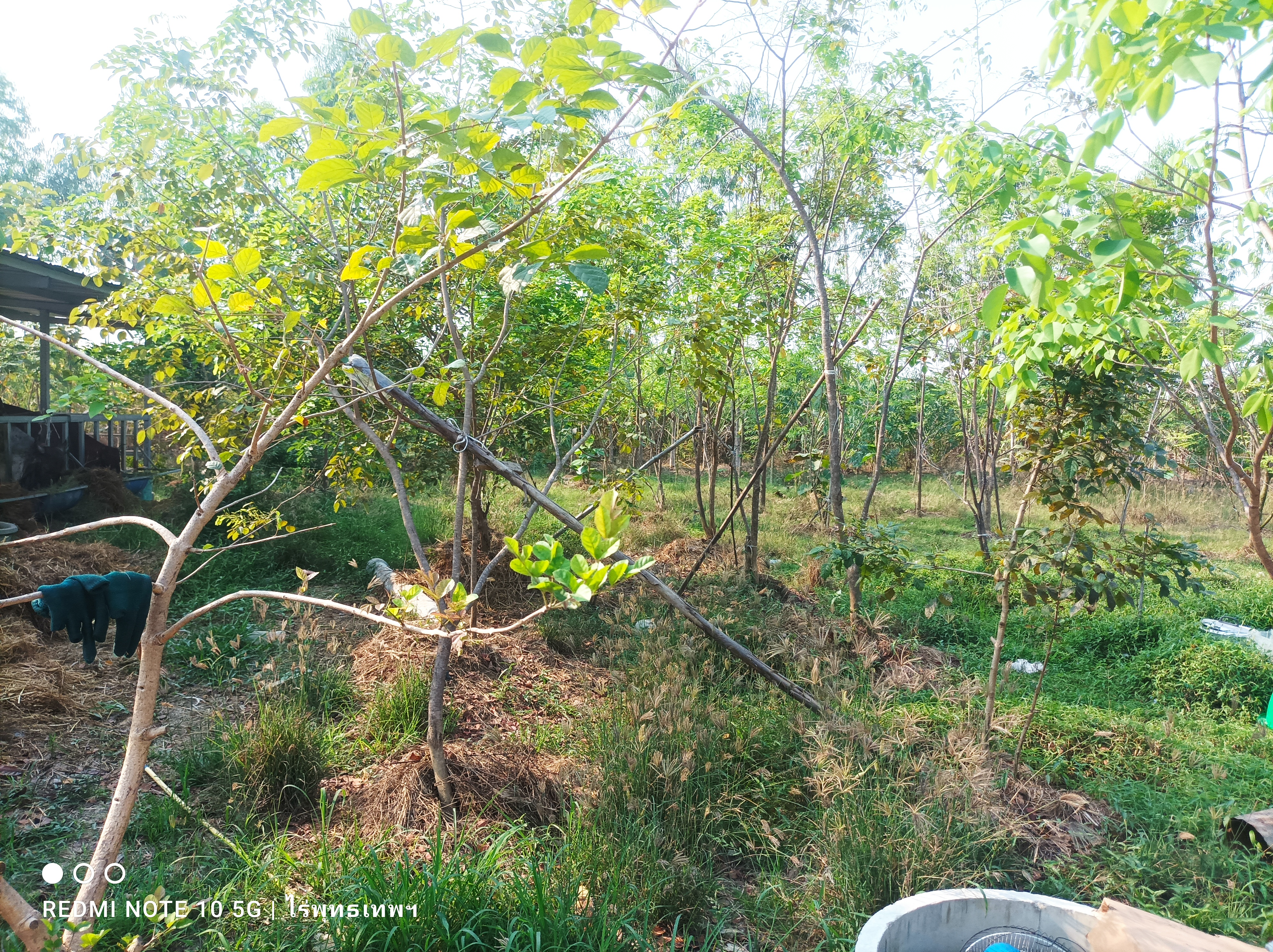 ที่ดินสวนผสมแบบโคกหนองนา กาญจนบุรี 6 ไร่