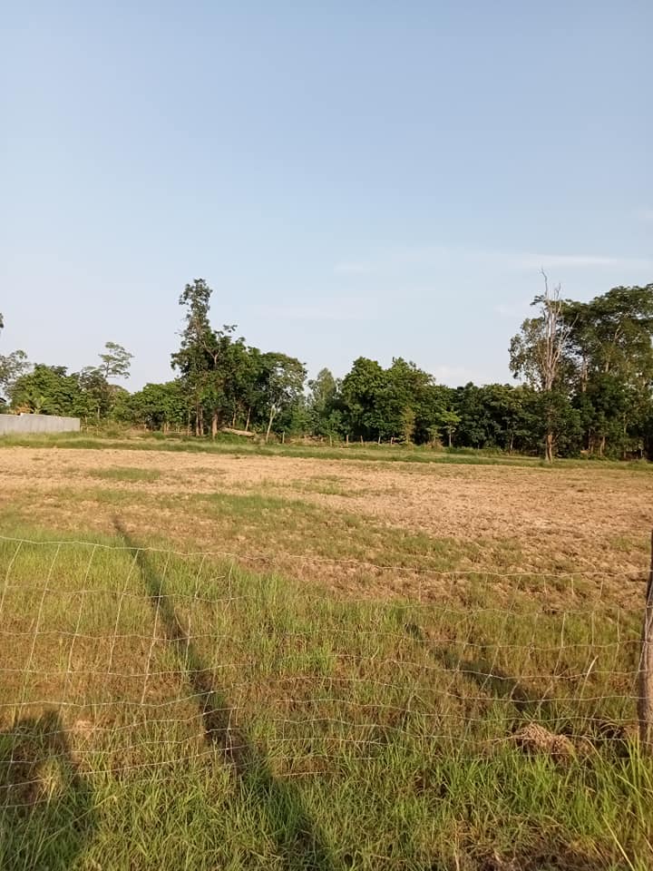 ที่ดินถมแล้วเนื้อที่ 1 ไร่ บุรีรัมย์