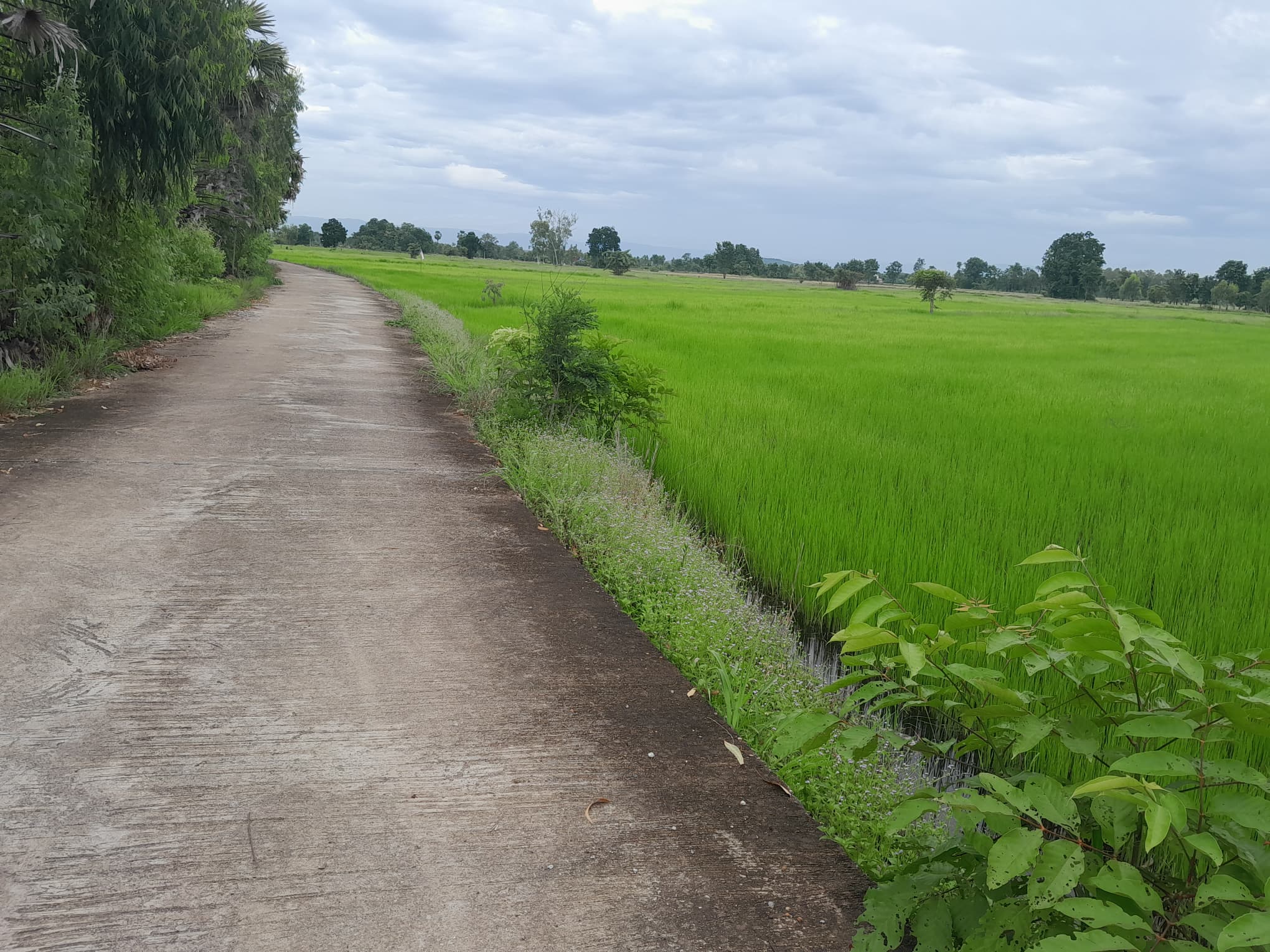 ขายที่ดินพิจิตร จ.พิจิตร อ.ตะพานหิน 28-1-93 ไร่
