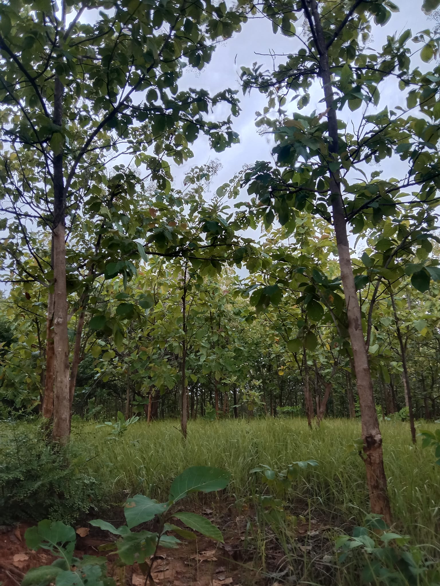 ขายที่ดินพร้อมสวนสัก ราคาถูก อุตรดิตถ์  4-0-73