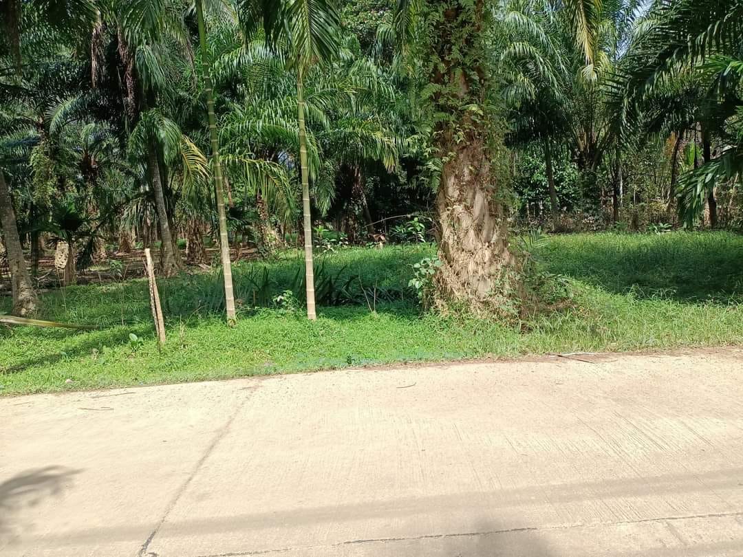ขายที่ดิน ชุมพร 0-1-33.2 ไร่