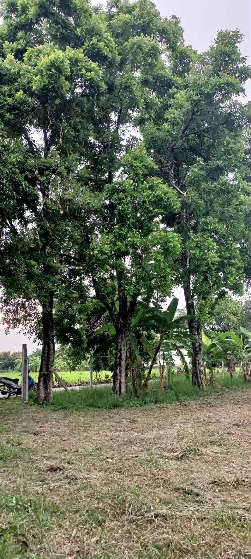 ขายที่ดินสระบุรีถมดินแล้วบรรยากาศดีเหมาะทำบ้านสวน
