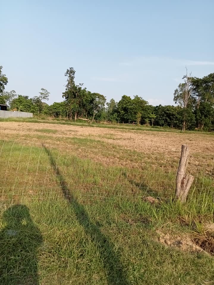 ที่ดินถมแล้วเนื้อที่ 1 ไร่ บุรีรัมย์