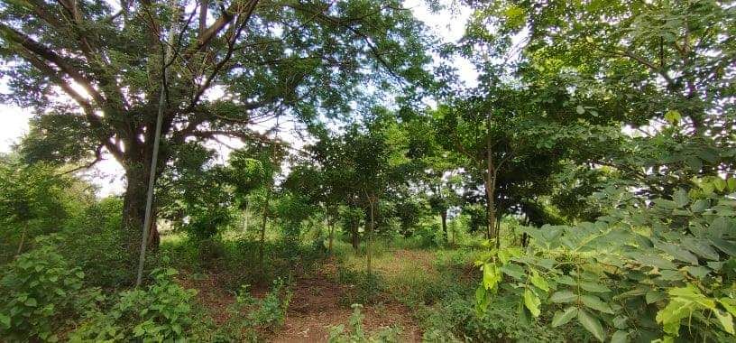 ที่ดินการเกษตร ใกล้อนุสรณ์ดอนเจดีย์ มีน้ำรอบที่