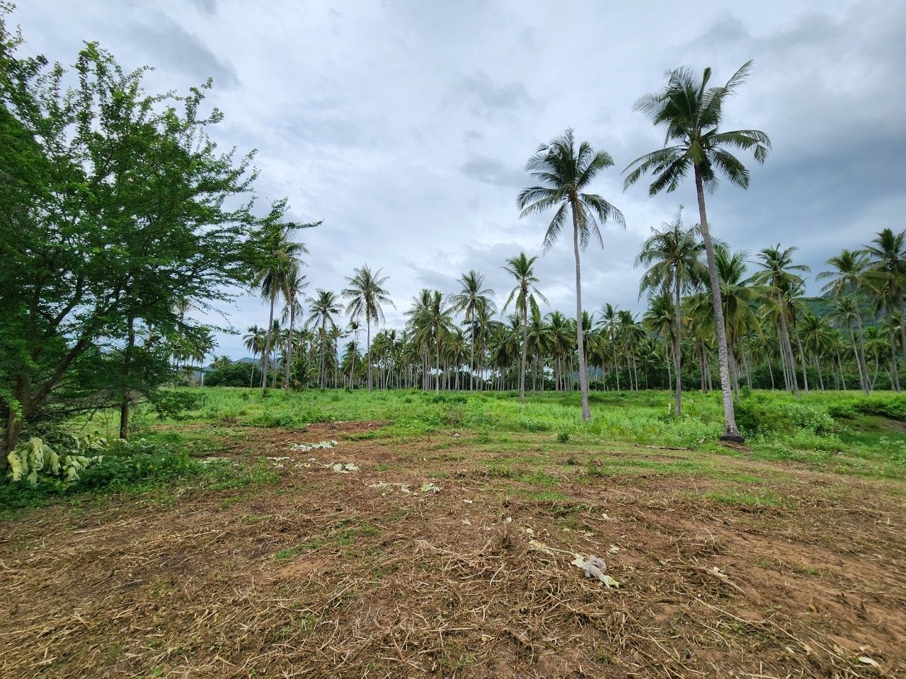 ขาย/เช่า ที่ดินสามร้อยยอด 7 ไร่ 3 ล้าน/ไร่ Prime Land for Sale in Samroi Yot Prachuap Khiri Khan of Opportunity