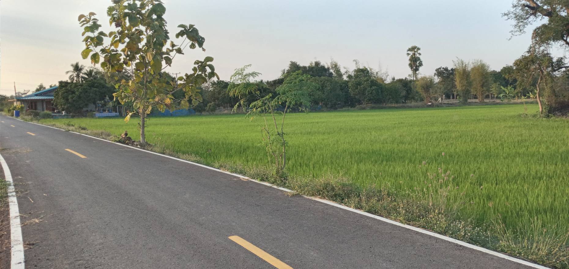 ที่นาทำเกษตร สุพรรณบุรี 9-2-56
