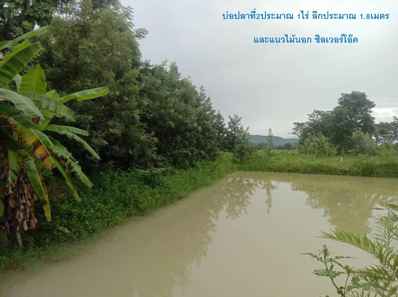  ขายที่ดินสวนผลไม้ อ.ดอยสะเก็ด จ.เชียงใหม่ 6-1-17 ไร่