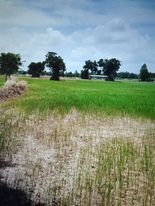 ที่ดินเปล่า ปราจีนบุรี 74-3-84
