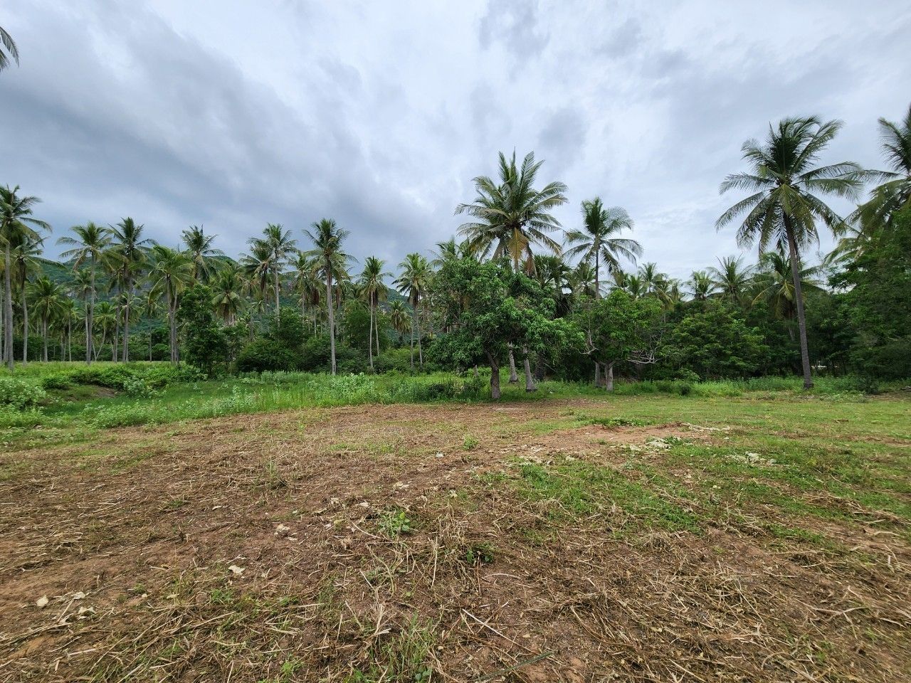 ขาย/เช่า ที่ดินสามร้อยยอด 7 ไร่ 3 ล้าน/ไร่ Prime Land for Sale in Samroi Yot Prachuap Khiri Khan of Opportunity