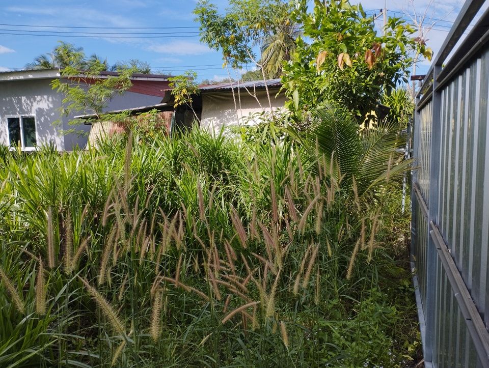 ขายที่ดินเปล่า หนองเกตุน้อย