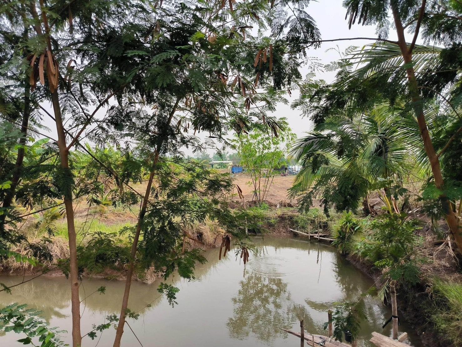 ขายที่ดินเพชรบูรณ์ วิเชียรบุรี ที่ดินมีสวนผสมติดคลอง พุเตย วีเชียรบุรี เพชรบูรณ์