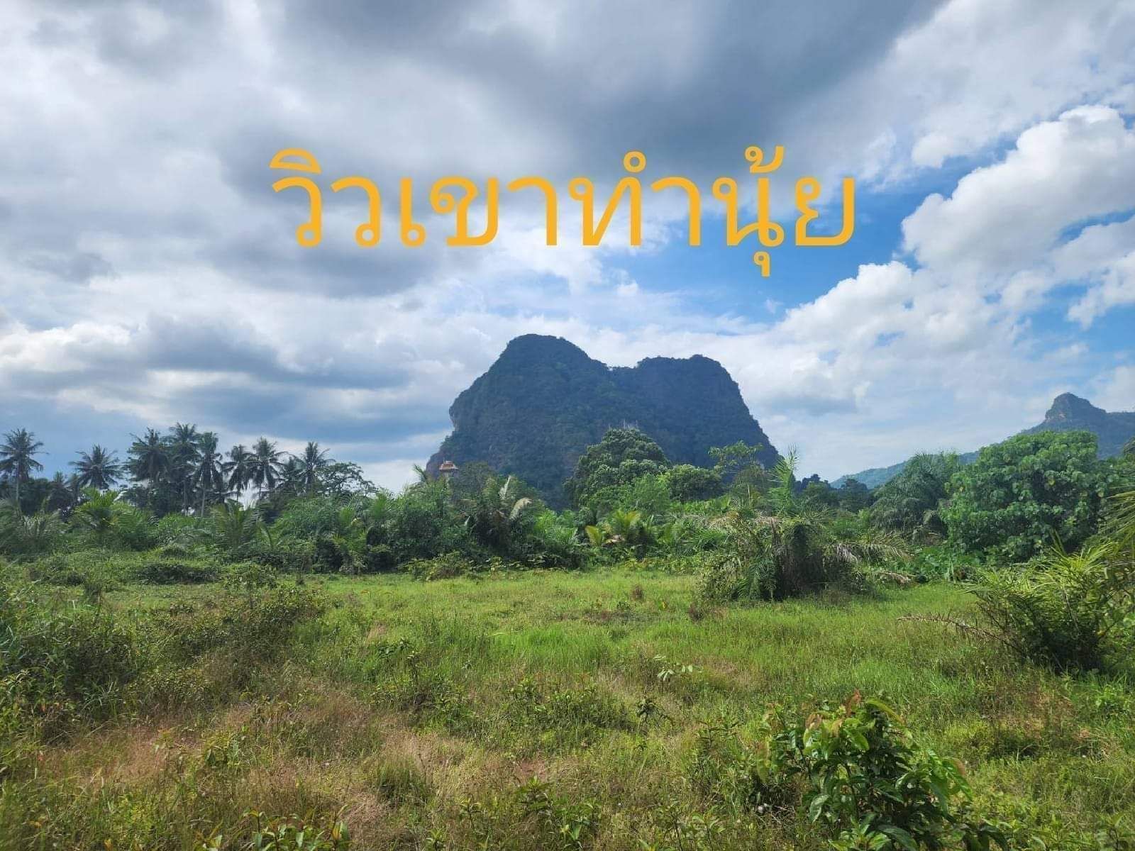 ขายที่ดินจังหวัดกระบี่ หนองทะเล สวนปาล์ม 9 ไร่ อายุปาล์ม 6 ปี เก็บผลผลิตได้แล้ว โฉนดครุฑแดง ติดถนนสาธารณะ