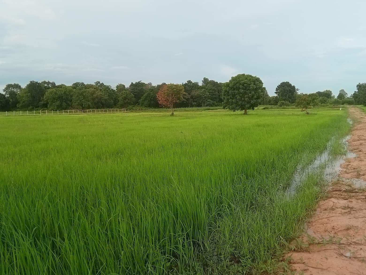 ขายที่ดิน ที่เปล่า จอมพระ สุรินทร์ 8-2-46