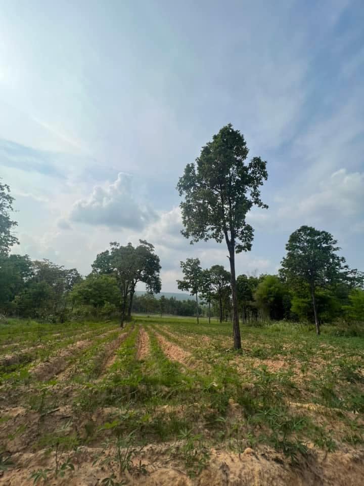 ที่ดิน บ้านหนองนกเขา ต.นาฝาย อ.เมือง จ.ชัยภูมิ 30-1-14 ไร่