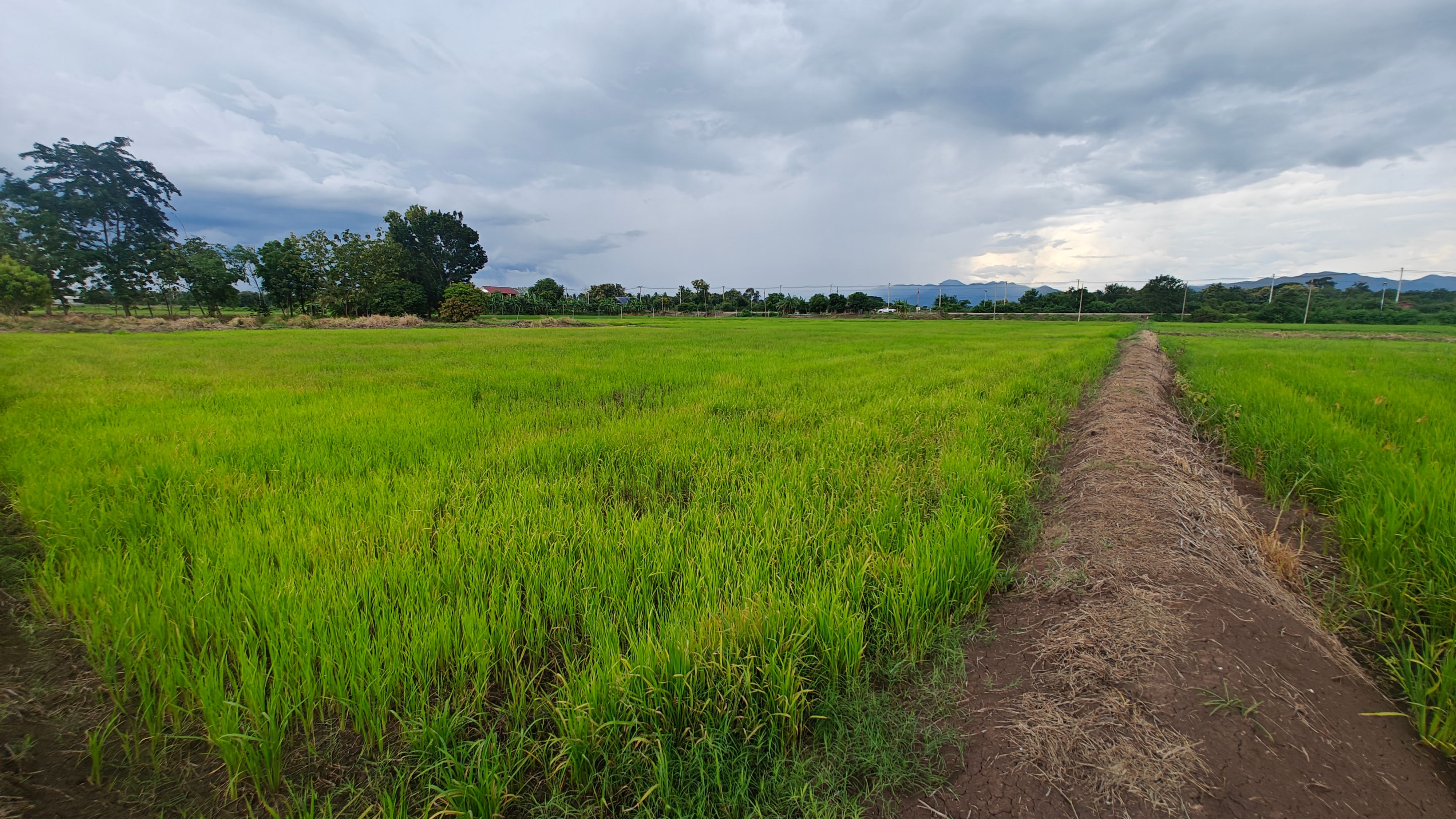 ที่นาทำเลดีถูกสุดในอำเภอหล่มสัก