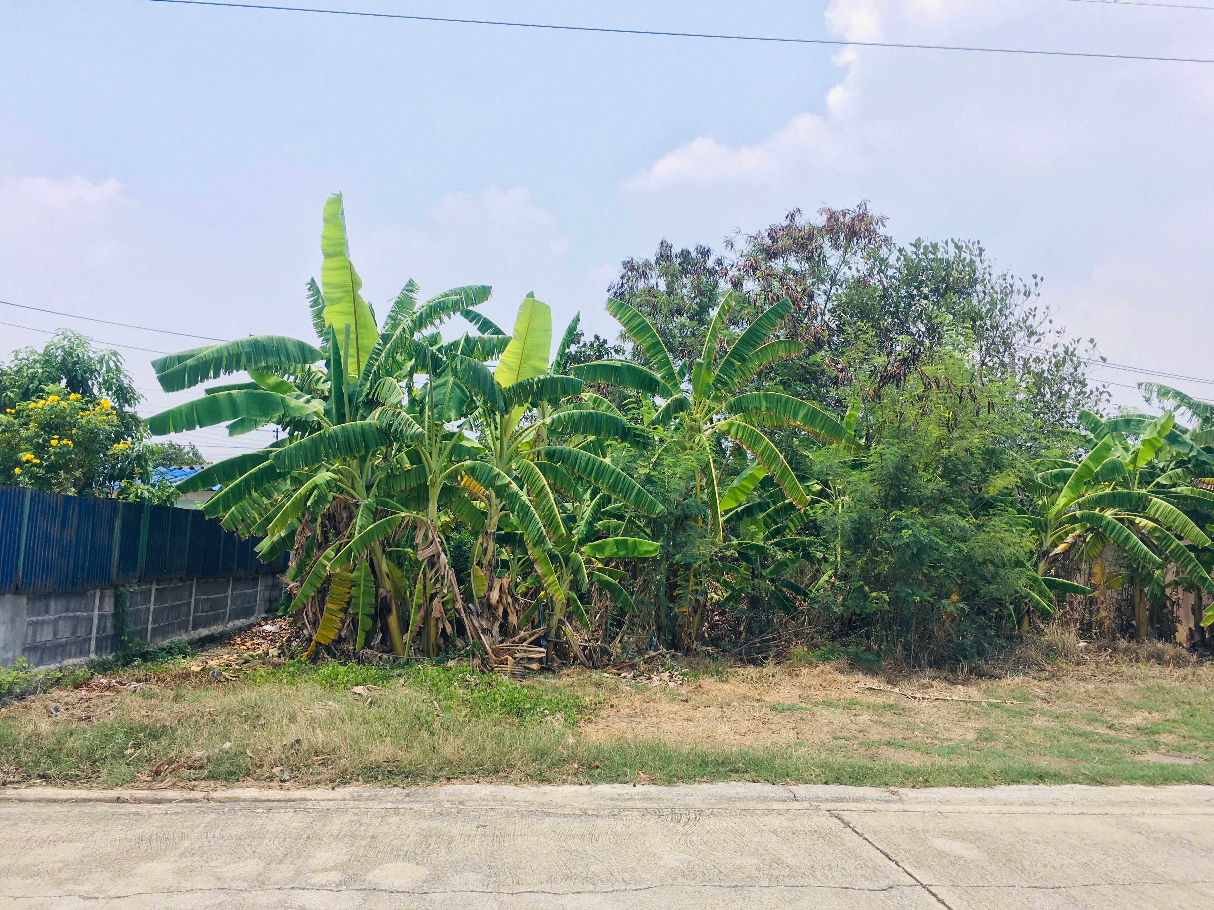ที่ดินถมแล้ว 65 ตรว. เหมาะปลูก บ้านหรือทำบ้านเช่าสร้างรายได้
