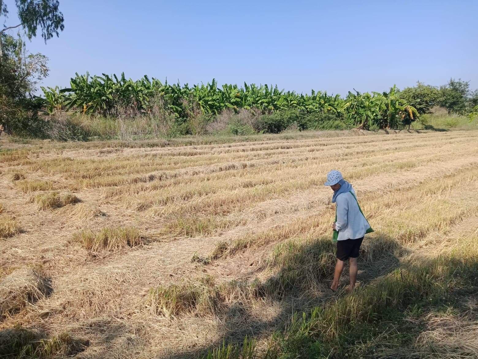 ขายที่ดินที่นา หนองไผ่ เพชรบูรณ์ 6-3-88
