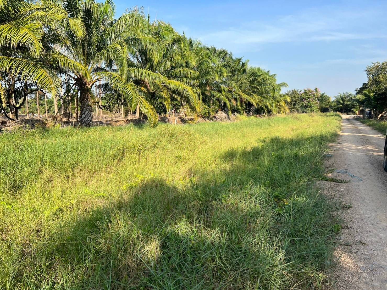 ขายที่ดินเงินผ่อน อ.หนองเสือ ปทุมธานี