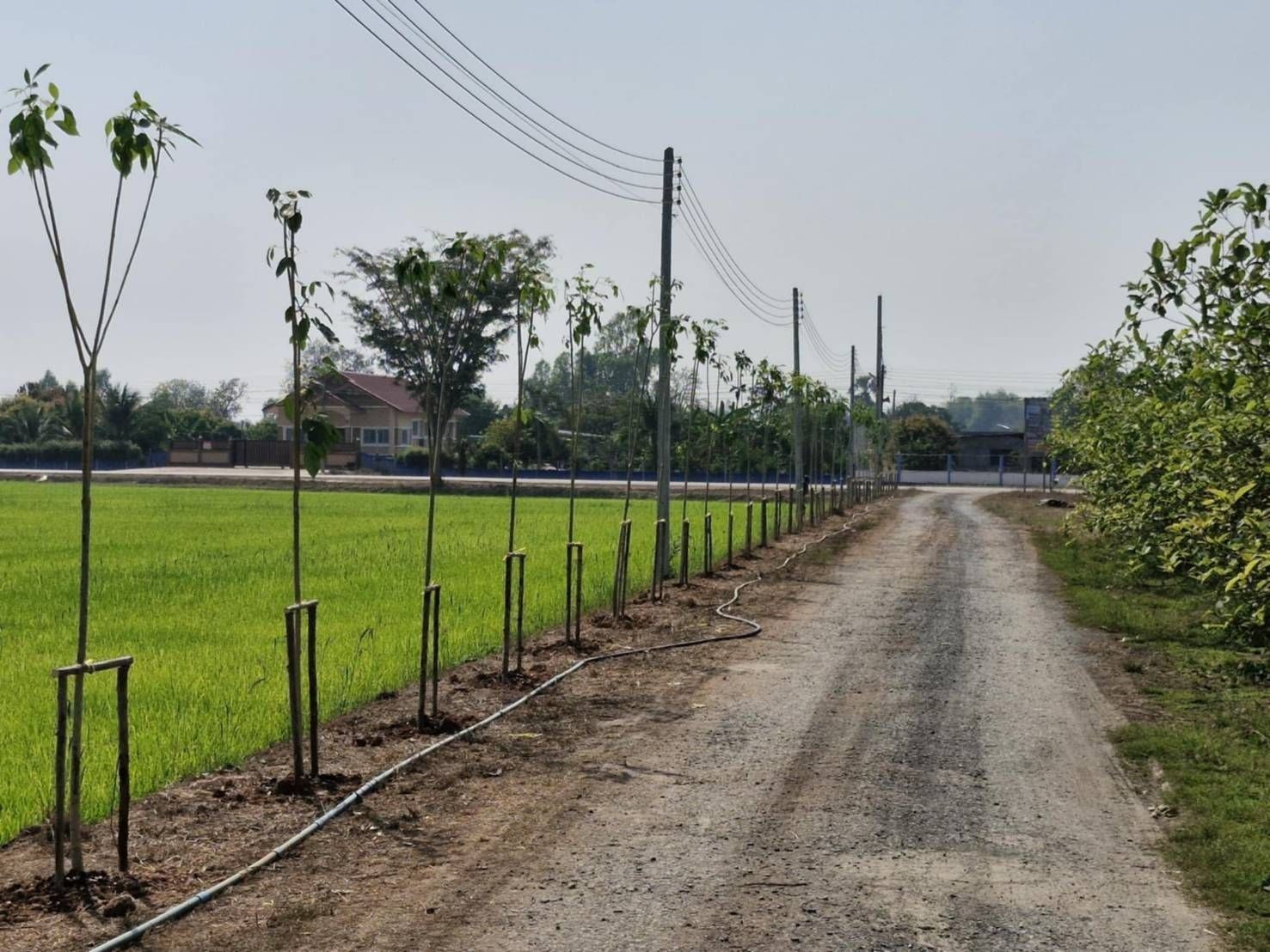 ขายที่ดินพิษณุโลก อำเภอเมือง ที่ดินแบ่งขายเริ่มที่ 1 งาน 10