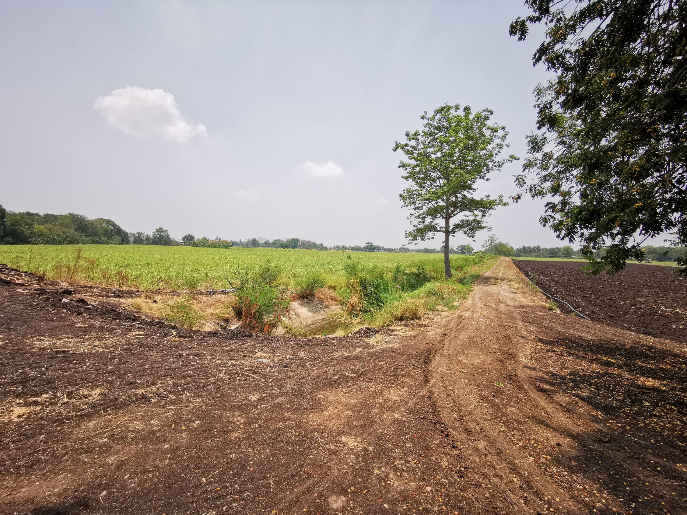 ขายที่ดินแปลงใหญ่เพื่อเกษตรกรรม อ.โคกสำโรง จ.ลพบุรี 280ไร่