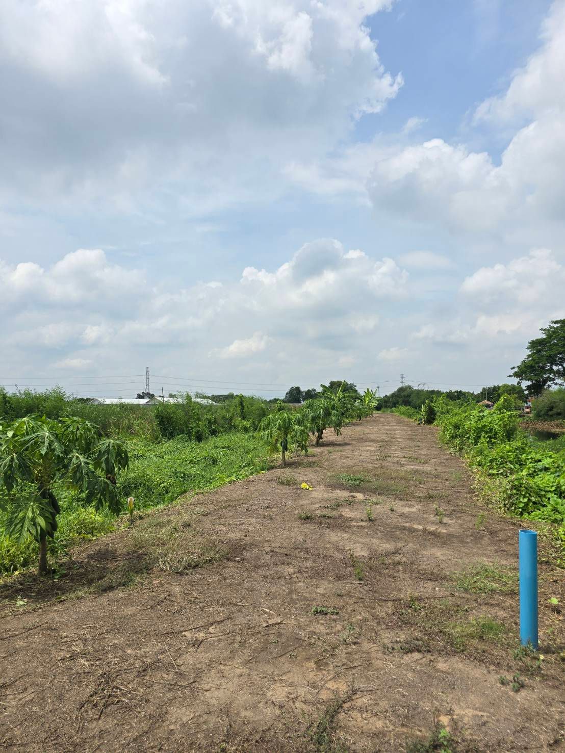 ขายที่ดิน 11 ไร่ จังหวัดนครปฐม