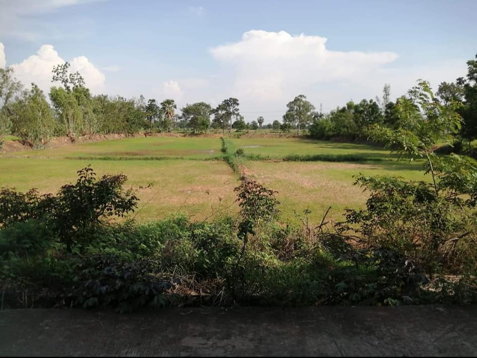 ที่นาติดถนน ใกล้หมู่บ้าน ชัยภูมิ 3-2-31