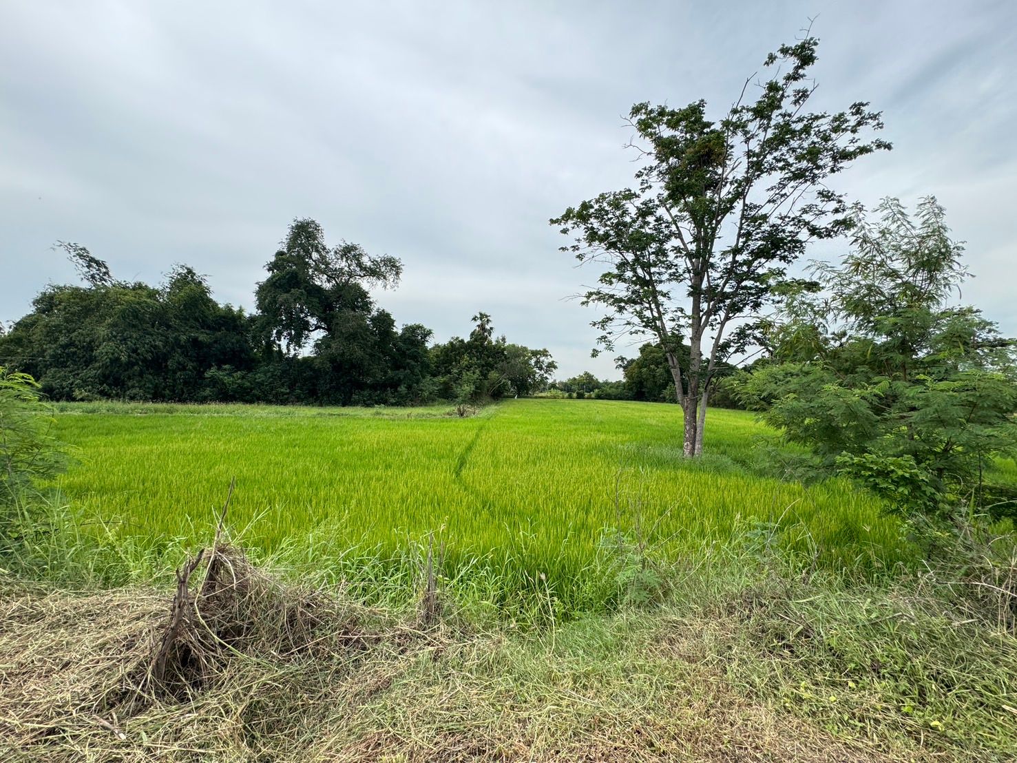 ขายที่ดินสุพรรณบุรี สามชุก ที่นา ติดทางสาธารณะ เดินทางสะดวก สาธารณูปโภคเข้าถึง 3-0-31 ไร่.