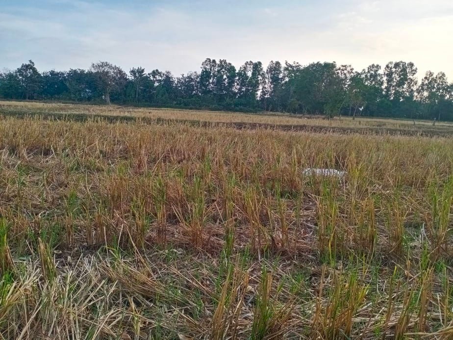 ที่ดินเปล่า สุรินทร์