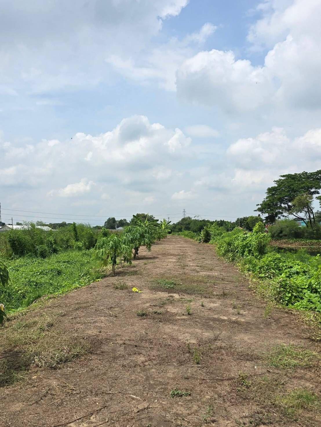 ขายที่ดิน 11 ไร่ จังหวัดนครปฐม