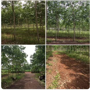 ขายที่ดินสกลนคร วานรนิวาส 201-2-98.4