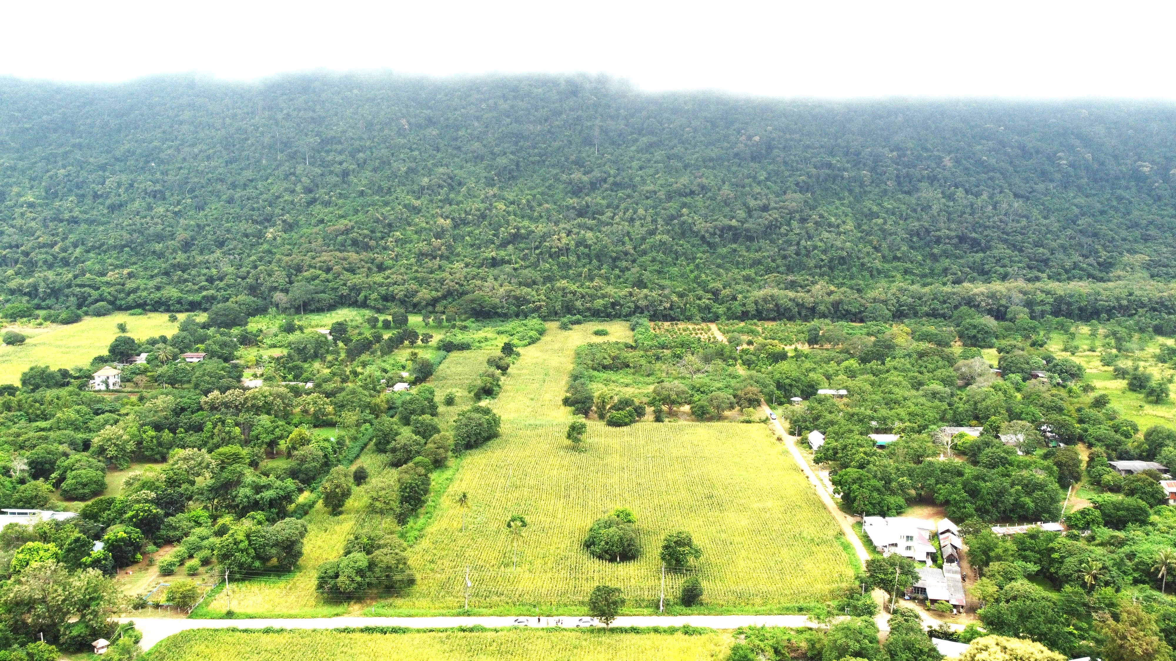 ขายที่ดินนครราชสีมา ปากช่อง ที่ดินสวย ติดเขา บรรยากาศดี 
