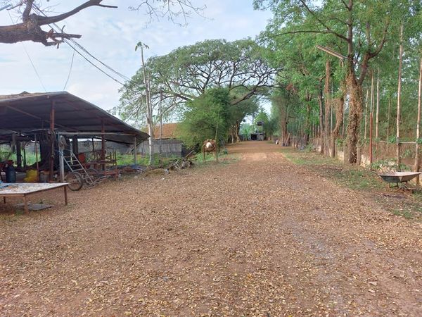 ฟาร์มเลี้ยงสัตว์ ขนาดใหญ่ แวงน้อย ขอนแก่น 9-2-20 