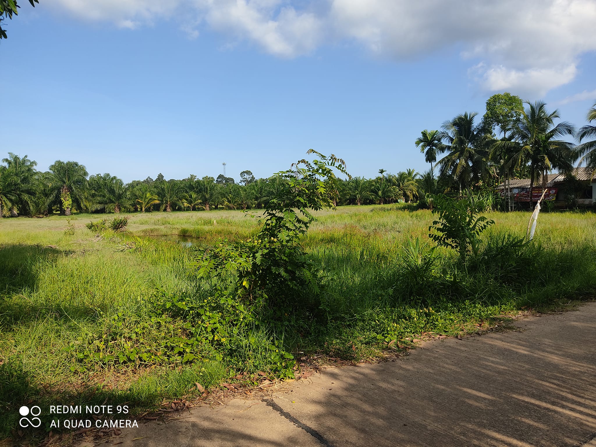 ที่ดินแปลงใหญ่ แปลงสวย เป็นที่นา อ.เมืองชุมพร จ.ชุมพร 10-3-5.9 ไร่