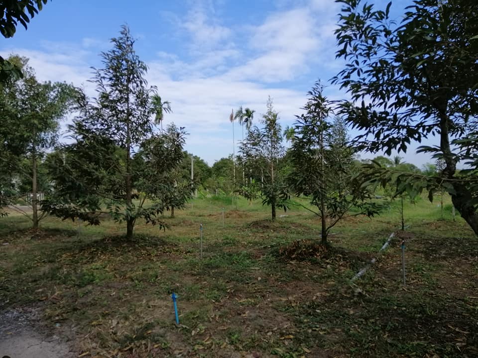 ขายที่ดิน จันทบุรี 1-0-43.3 ไร่