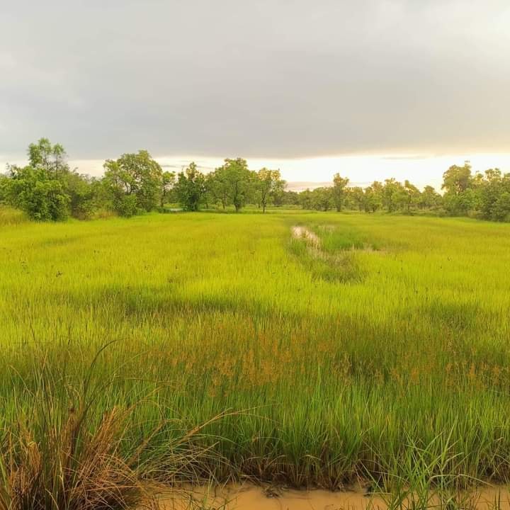 ขายที่ดิน อำเภอเพ็ญจังหวัด อุดรธานี 5-3-70 ไร่