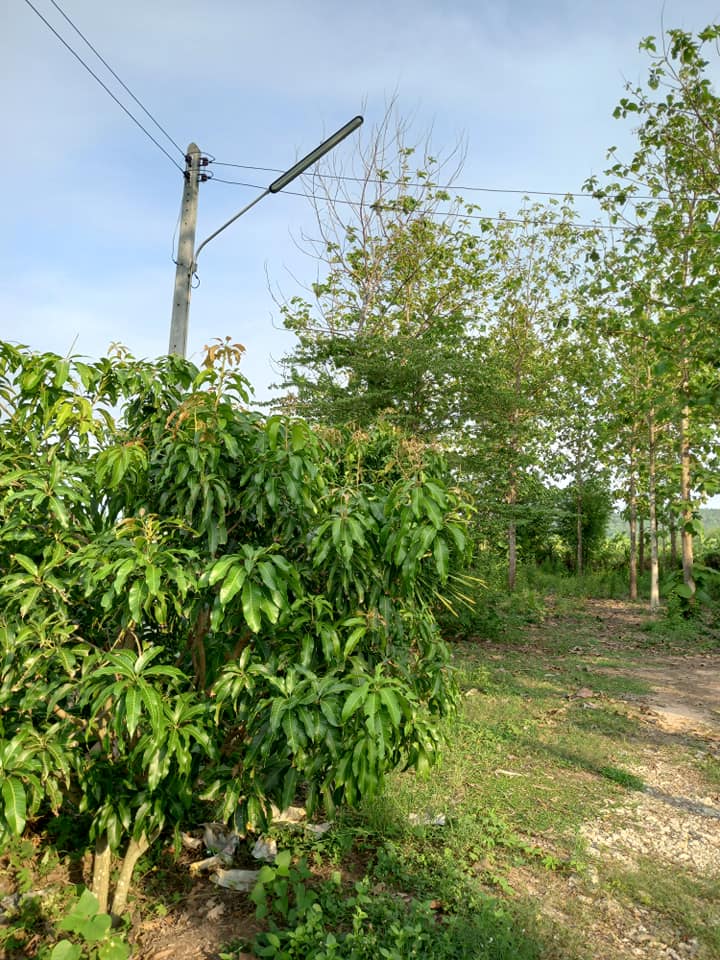 ขายที่ดินพิษณุโลก วังทอง 2ไร่