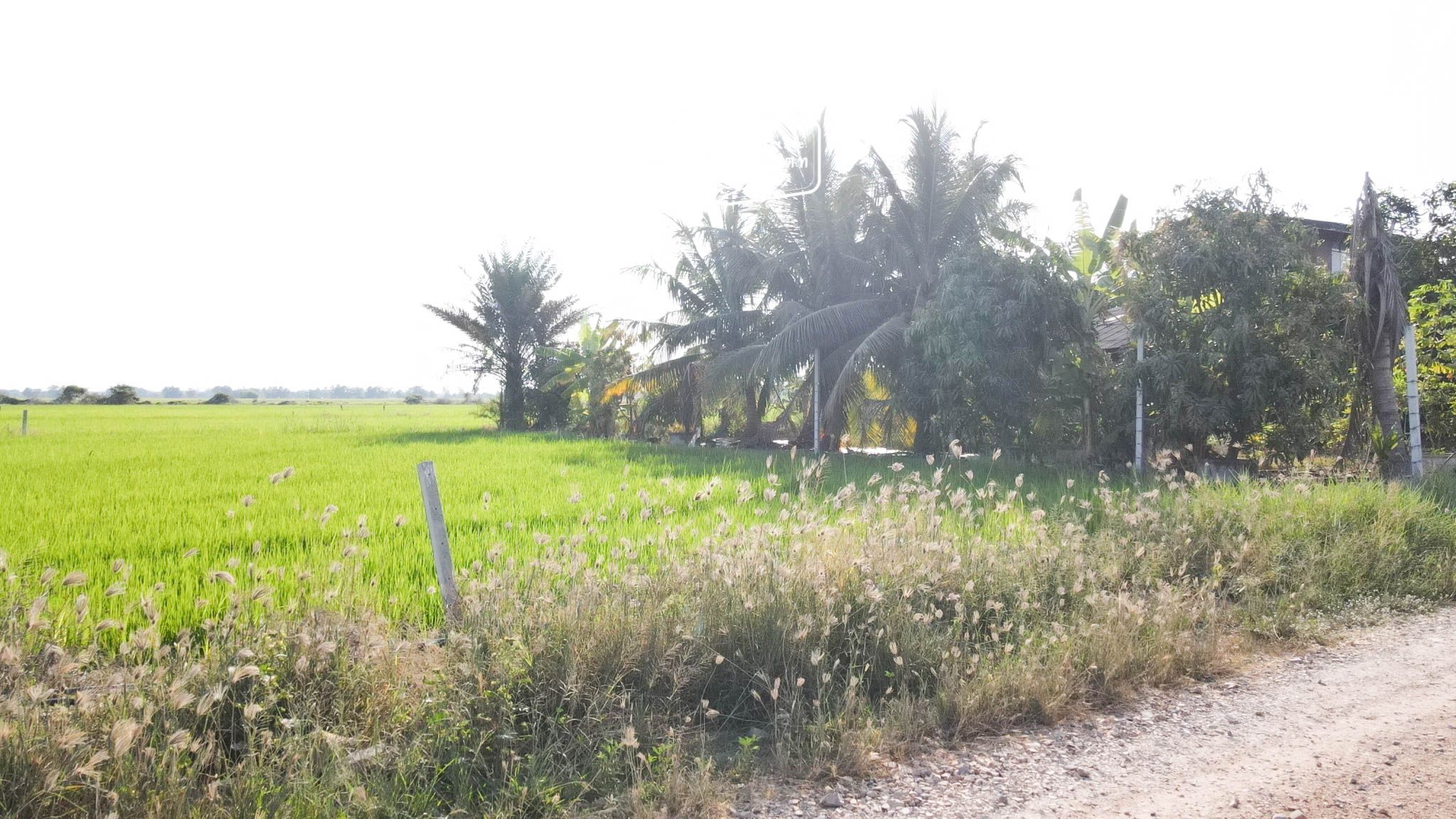 ขายด่วน แปลงสวยราคาถูก เข้าซอยเพียง 200 เมตร ใกล้ โรงเรียนวัดสามง่าม เขตหนองจอก กรุงเทพฯ
